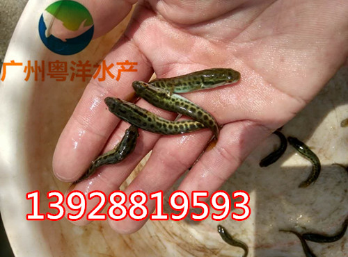 烏魚苗 黑魚苗 財(cái)魚苗 生魚苗 廠家直銷批發(fā)