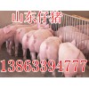 13863394777關(guān)注三元仔豬價格行情