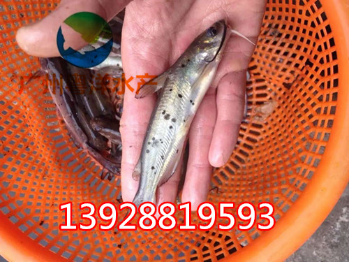 廣東哪里斑點(diǎn)叉尾鮰魚苗 叉尾魚苗  叉尾鮰魚苗廠家