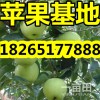 【近期山東優(yōu)質(zhì)蘋果最新價格】