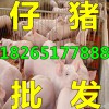 【山東優(yōu)良三元仔豬苗豬最新價格】