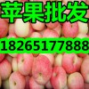 山東今日優(yōu)質(zhì)蘋果價格行情