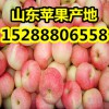 山東精品嘎拉蘋(píng)果價(jià)格行情