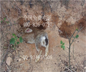 食草動物雜交野兔養(yǎng)殖基地