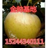 15244340111大量優(yōu)質黃元帥蘋果基地直供