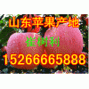 【15266665888】山東紅星蘋果紅冨士大量上市