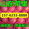 山東蘋果基地低價(jià)供應(yīng)精品富士１５７６２３３８８８８