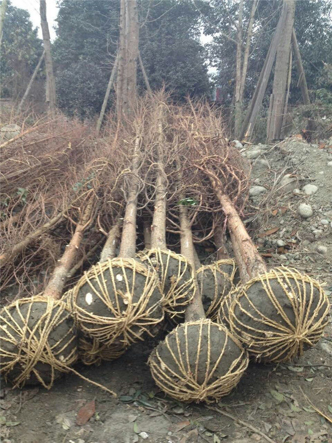 四川成都水杉基地苗圃批發(fā)廠家買水杉首選崇德園林