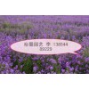 【【精品藍香芥】】婚紗攝影花海新寵藍香芥小苗專業(yè)培育基地--@@裕馨園藝