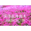 芝櫻批發(fā)|專業(yè)供應(yīng)芝櫻