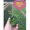 裕馨花卉專注濰坊芝櫻小苗批發(fā)|中國濰坊芝櫻小苗