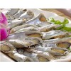 河南去頭鯧魚片_銷量好的去頭鯧魚片經(jīng)銷商