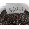 濰坊具有口碑的宿根薰衣草種子供應(yīng)：批發(fā)宿根薰衣草種子