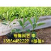 濰坊【價(jià)位合理】的馬鞭草?【廠家直銷 】質(zhì)量好的薰衣草批發(fā)