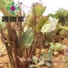 2017新品種優(yōu)質(zhì)脫毒紫薯種苗紫紅薯種苗紫番薯種苗基地價(jià)格優(yōu)