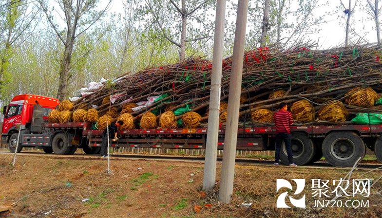 11-美國山核桃樹-已裝好車-200