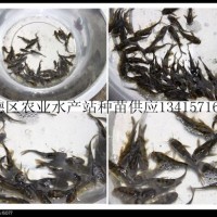 供應(yīng)超雄黃顙魚苗、全雄黃顙魚、黃顙魚成品