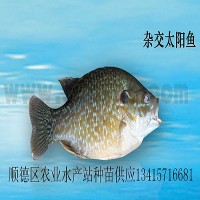 供應(yīng)雜交太陽(yáng)魚(yú)、金邊太陽(yáng)魚(yú)苗、太陽(yáng)魚(yú)苗