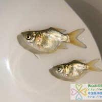 供應(yīng)縮骨花鰱魚(yú)苗、縮骨大頭