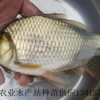 供應(yīng)大王鯽魚(yú)苗、大王鯽魚(yú)