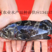 供應(yīng)淡水龍躉魚(yú)苗、龍躉魚(yú)