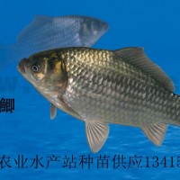 豐產(chǎn)鯽、豐產(chǎn)鯽魚(yú)苗