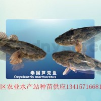 泰國(guó)筍殼，筍殼魚(yú)苗