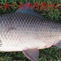 鯪魚(yú)苗、鯪魚(yú)水花