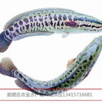 供應(yīng)生魚(yú)烏子，生魚(yú)苗，黑魚(yú)烏子，黑魚(yú)苗，烏魚(yú)苗