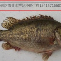 供應(yīng)桂魚苗、鱖魚、桂花魚苗