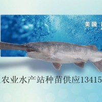 供應(yīng)匙吻鱘、鴨嘴魚苗、鴨嘴魚