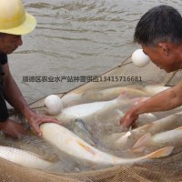 供應(yīng)黃金鮑肉鯇成品魚(yú)