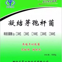 養(yǎng)殖用100億凝結(jié)芽孢桿菌飼料添加劑 益昊生物