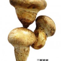 上海三聚農(nóng)產(chǎn)品有限公司持續(xù)提供各種食用菌