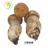 上海三聚農(nóng)產(chǎn)品有限公司持續(xù)提供各種食用菌